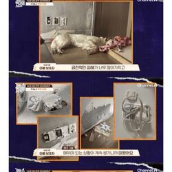 16개월 아기를 문 리트리버.jpg