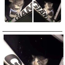 냥줍 해서 데리고 가는 길