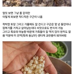 한국인에게 잘못 걸린 생태계 교란종