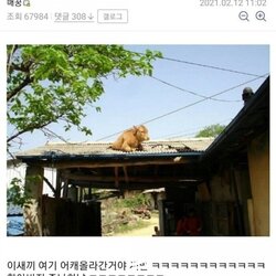 할아버지 뒷목 잡게 만든 동물 ㅋㅋㅋㅋㅋ.jpg