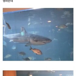 5일간 전세계 1위급이었던 한국 수족관.jpg