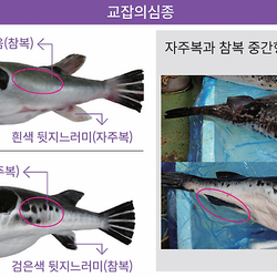 공포의 요즘 복어 근황