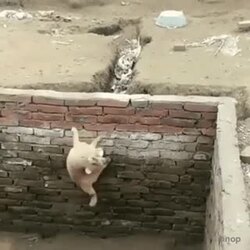 탈출 성공