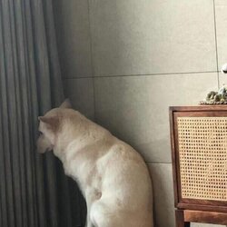 공포에 떠는 멍멍이...