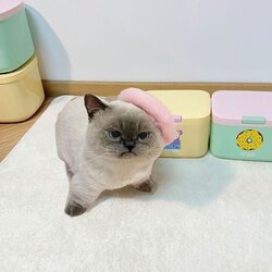 무진장 표독한 고양이 한장.