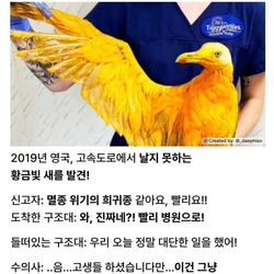 영국에서 발견된 전설의 황금새.jpg