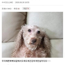 눈에넣어도안아픈우리집뽀삐…jpg
