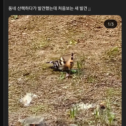 인터넷에 신기한 새라고 사진 올라오면 상당수를 차지하는 새.jpg