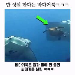 한 성깔한다는 바다거북