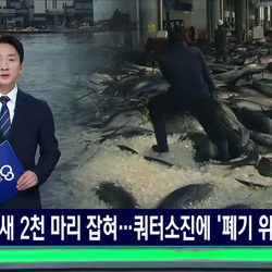 참치 때문에 난리났다는 동해 근황
