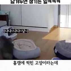 고양이 혼자 집에 남겨두면 생기는 일