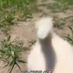 시고르 자브종의 하루