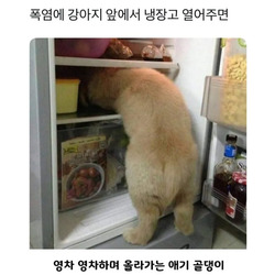 너무 더웠던 시골 댕댕이