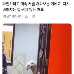 입양 후 처음으로 미용실에 간 유기견 반응
