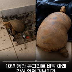 10년동안 콘크리트 바닥 아래 갇혀있던 거북이