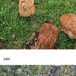 폐닭 사와서 2년 묵힌 결과