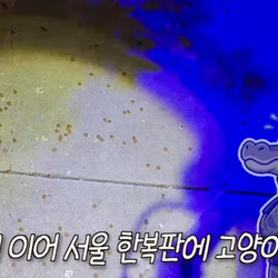 약혐) 도시에 벌레가 많은 이유중 하나라는데
