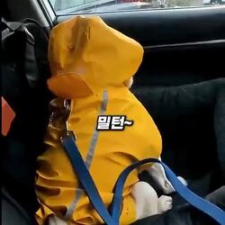 삐진 강아지