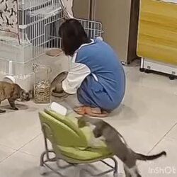 쭈그려 앉아서 일하는 주인을 본 냥이