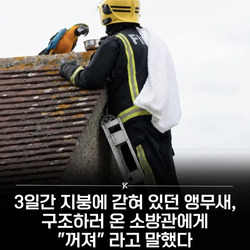3일간 지붕에 갇혀있던 앵무새의 한마디.ㅋㅋㅋ