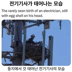 해외에서 포착된 전기기사가 태어나는 모습.