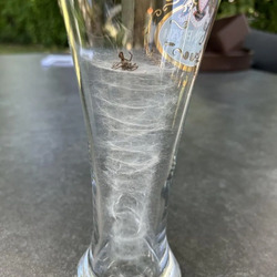 맥주잔에 갇힌 거미의 최후.jpg