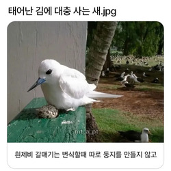 태어난김에 대충 사는 새