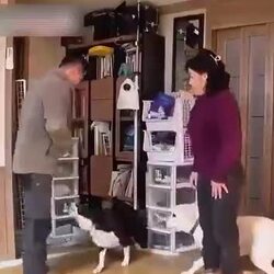 개는 친구가 아니라는 강형욱의 따끔한 충고.mp4