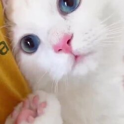 핑크젤리 보고 가세요