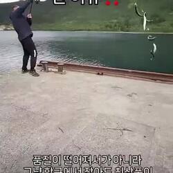 노르웨이 고등어가 싼 이유