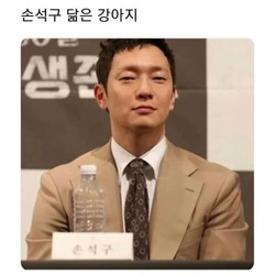 연예인 닮은 강아지 모음