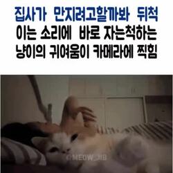 집사가 만질까봐 자는척하는 고양이.