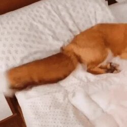 꼬리치며 사람 홀리는 여우.