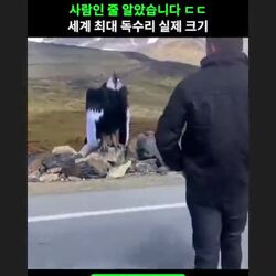 세계 최대 독수리 크기.mp4