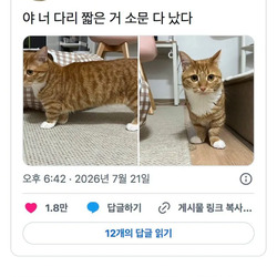 다리 짧은 거 소문 다 난 닥스훈트고양이