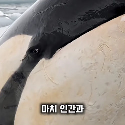 나는 범고래가 무섭다