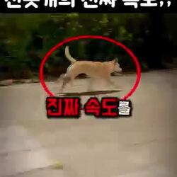 한국인도 몰랐던 진돗개의 속도