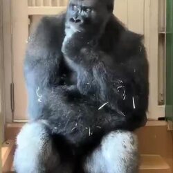 짝과의 불화가 있다는 일본 동물원 고릴라