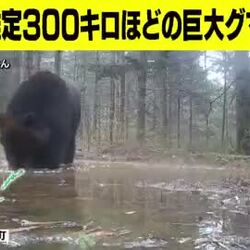 홋카이도에서 찍힌 300kg 불곰