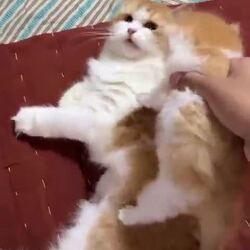 엄마 냥, 새끼 냥