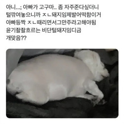 너무 살쪄서 털이라도 깎아 본 견주