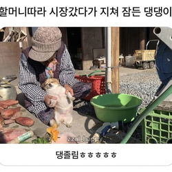할머니 따라 시장 갔다가 지쳐 잠든 강아지