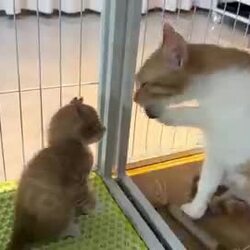 엄마 고양이의 가정교육
