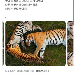 호랑이에 대해 밝혀졌다는 새로운 사실