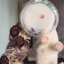 식사중인 고양이들을 밑에서 본 모습