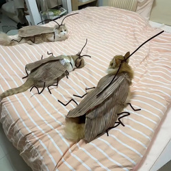 남편이 비명질렀다는 바퀴벌레 코스프레