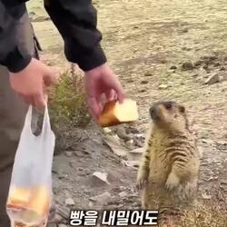 마멋이 빵을 줘도 움직이지 않았던 이유