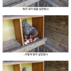 마트에서 사온 유정란을 닭에게 줘보았다.jpg