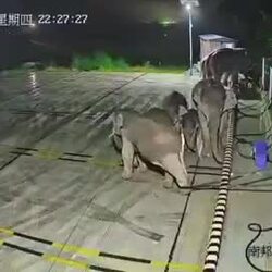 중국 전기자동차 충전소에 나타난 코끼리
