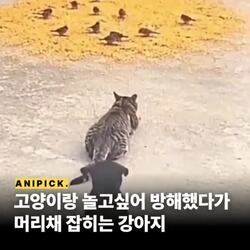 고양이랑 놀고 싶어서 사냥 방해한 댕댕이의 최후
